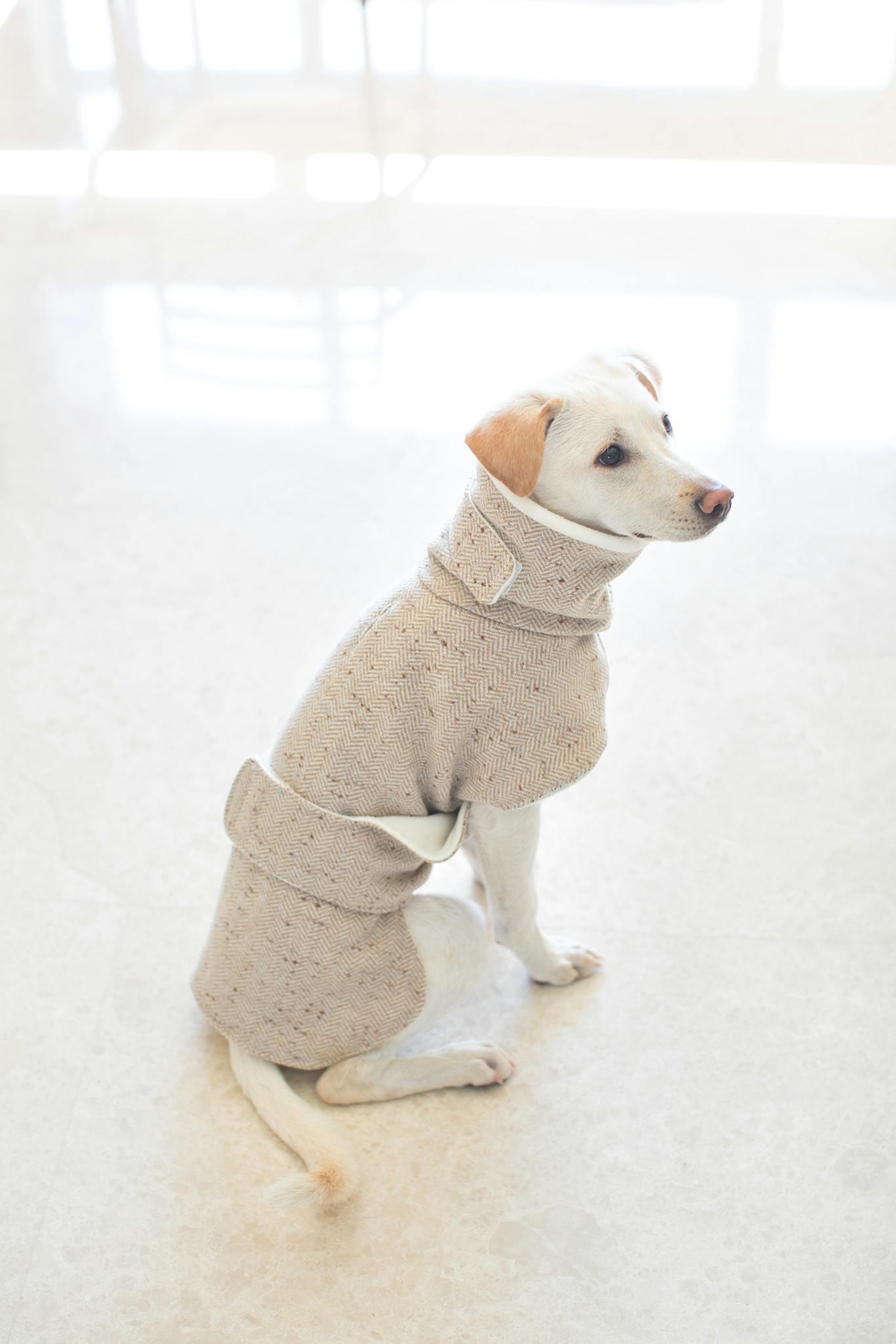 A white dog wearing a knitted sweater sits on the floor, creating a warm, cozy atmosphere.