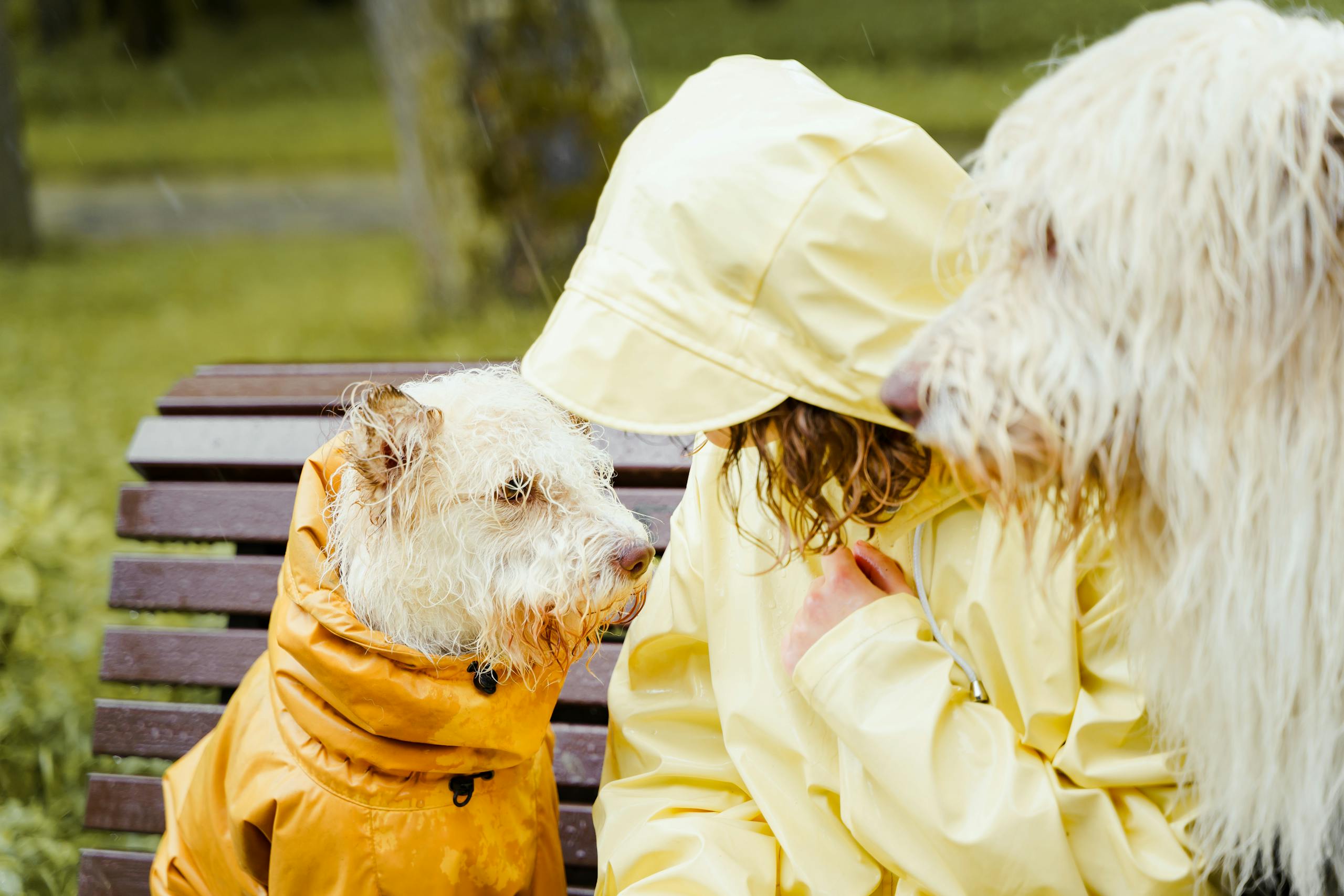 A woman with two dogs in raincoats sitting on a bench during a rainy day in a park.