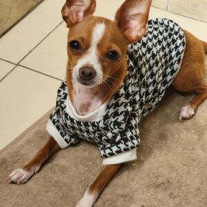 Adorable Chihuahua in a stylish checkered sweater lying on a carpet indoors.