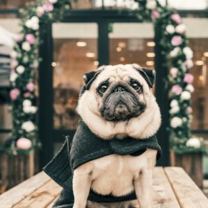 Cute pug in a stylish sweater sitting on a wooden table outdoors in a charming London setting.