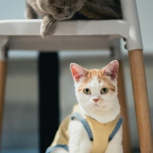 Two adorable cats in a playful indoor setting, one wearing a cute outfit.