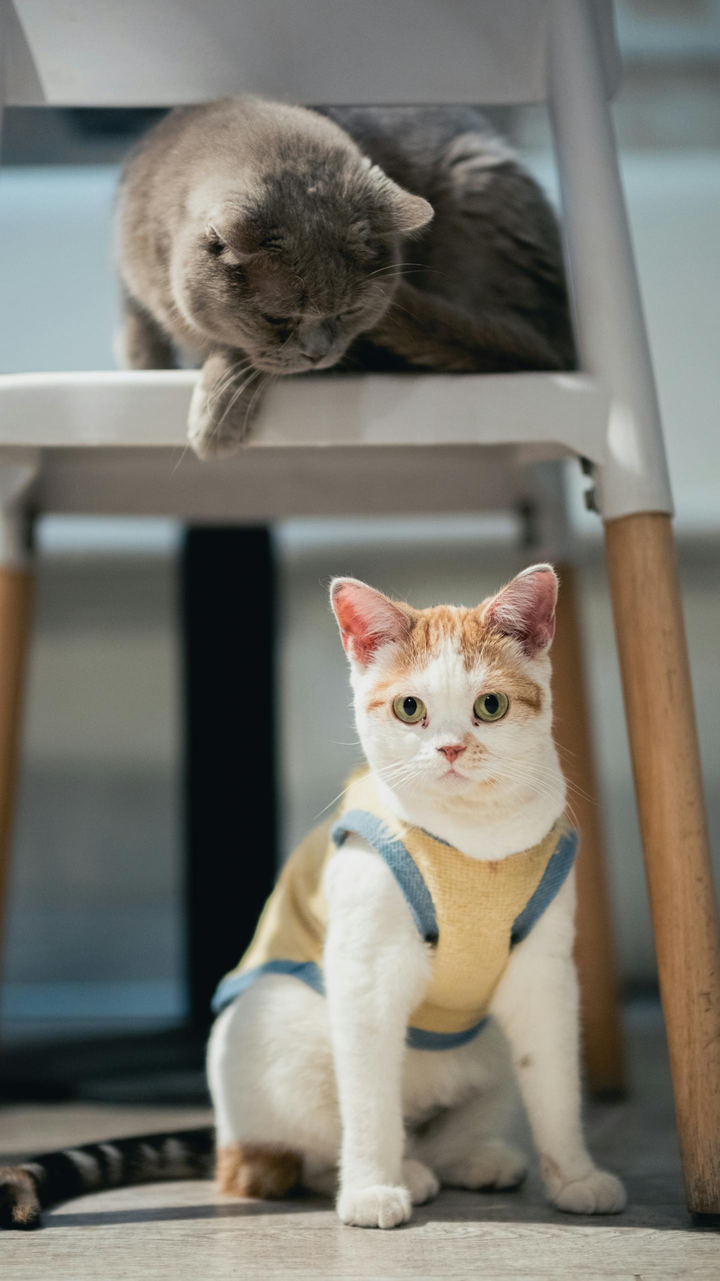 Two adorable cats in a playful indoor setting, one wearing a cute outfit.